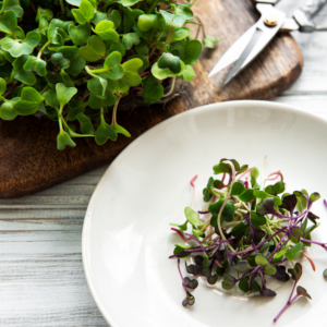 grow indoor microgreens Phoenix, AZ