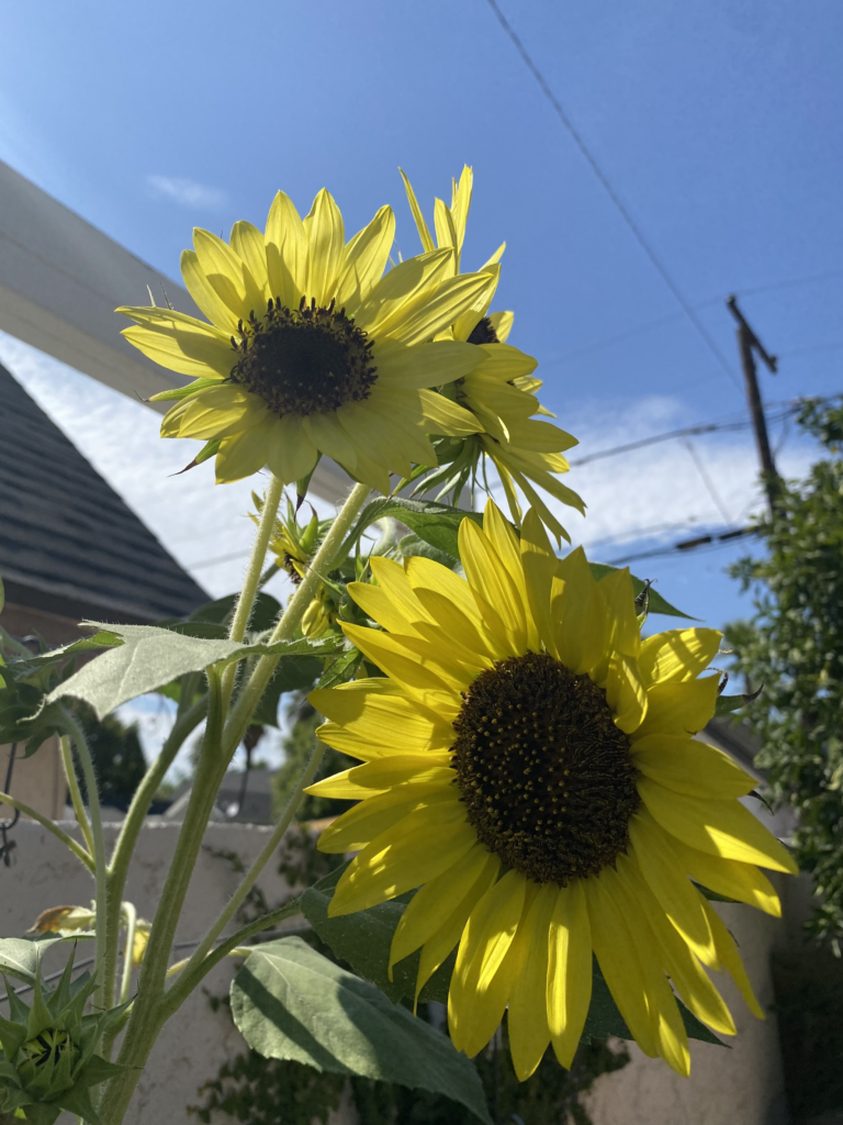 Summer Sunflowers Growing Tips From Phoenix Kitchen Gardens
